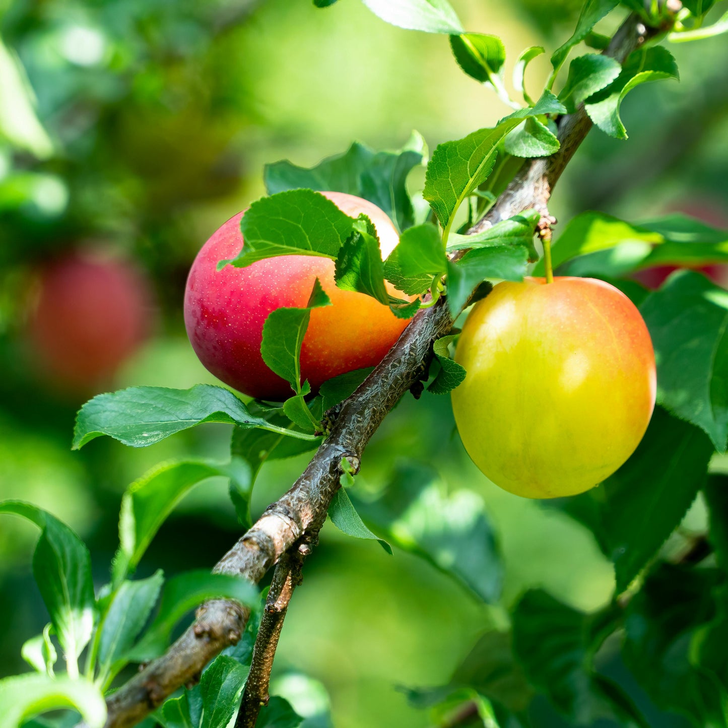Candle | Kakadu Plum