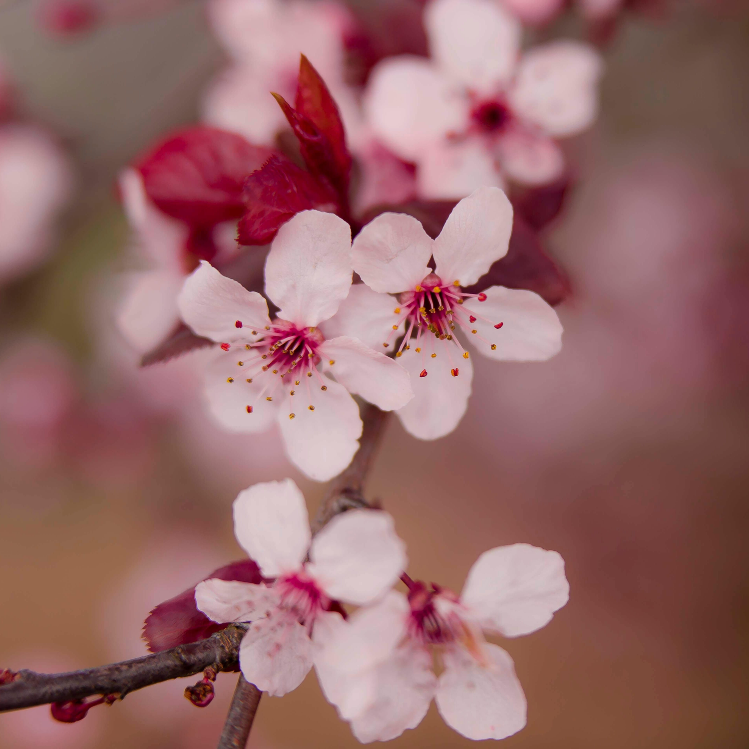 Japanese Cherry Blossom
