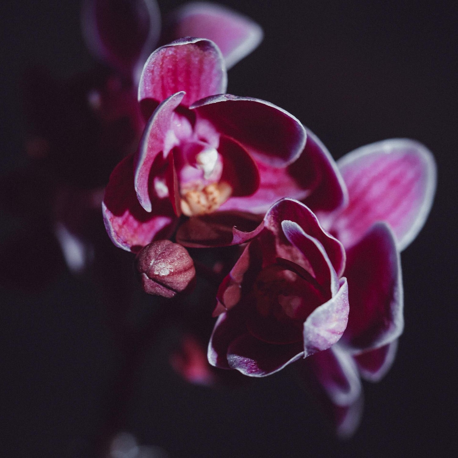 Black Opium