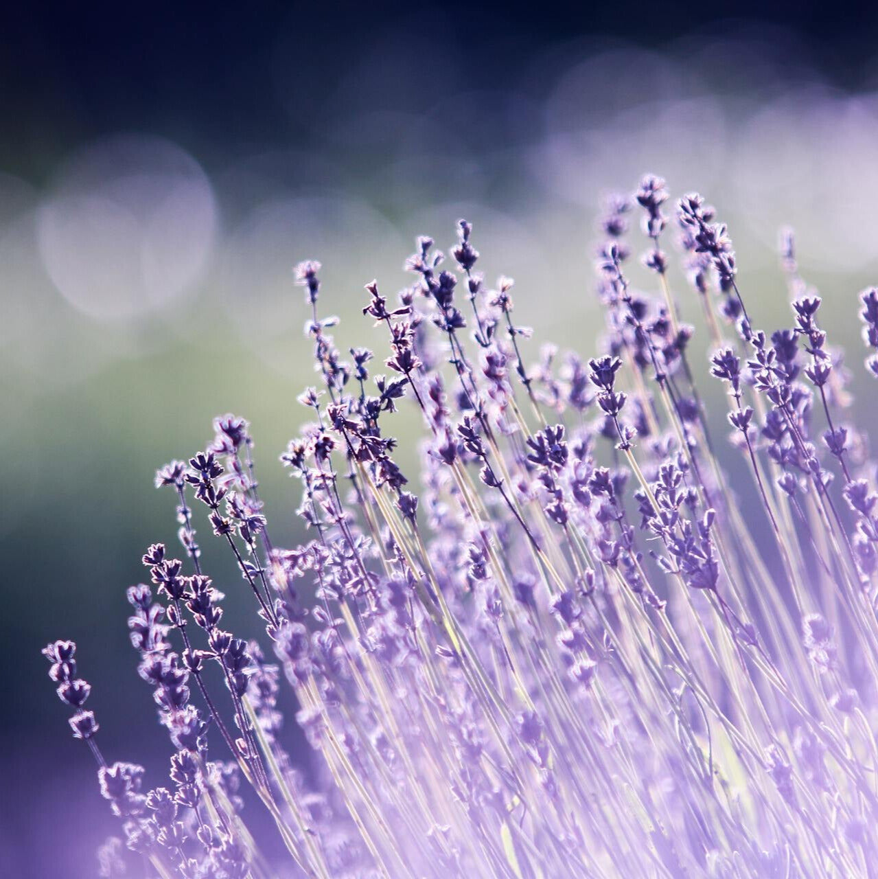 Lavender & Ylang Ylang