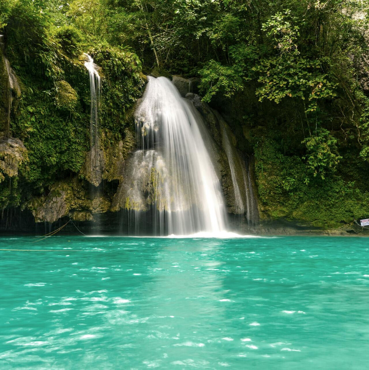 The Daintree
