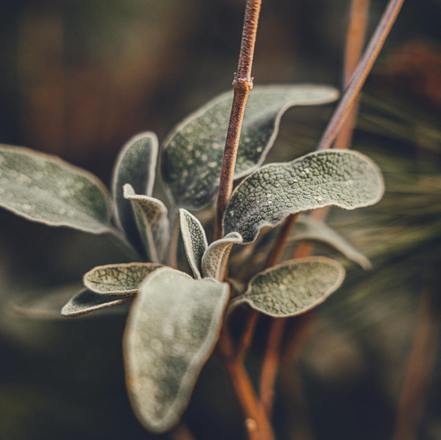Fresh Sage & Cedarwood